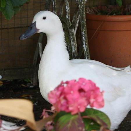 Carraholly Daire Liskeard Dış mekan fotoğraf