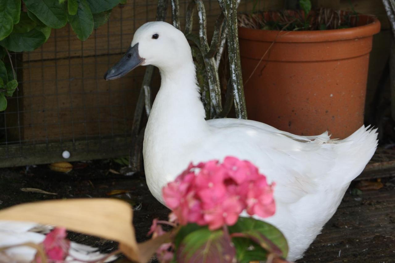 Carraholly Daire Liskeard Dış mekan fotoğraf